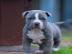 Pitbull Welpe; bereit zu gehen