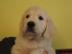 Golden Retriever Welpen mit Pedigree