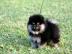 Reinrassiger PomeranianZwergspitzwelpe