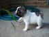 Franz�sische Bulldog Welpen zu verkaufen