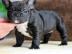 Einfache Franz�sisch Bulldogge Welpen zu