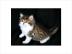 Qualit�t Munchkin K�tzchen