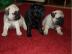 3 Super s��e mini Mops Welpen suchen neu