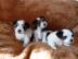 S��e Biewer Yorkshire Terrier Welpen