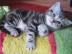 BKH silber tabby classic mit Papieren