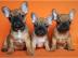 Franz�sische Bully Welpen mit Papiere