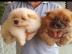 reinrassige Chow Chow Welpen