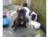 Wundersch�ne Franz�sischeBulldoggen-baby