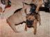 Franz�sische Bulldoggen Welpen 8 Wochen
