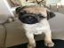 Mops Welpe sucht ein neues zu Hause what