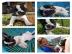 Franz?sische Bulldogge Welpen Blue / Bla