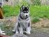 Sechs Siberian Husky Welpen von den sech