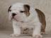 English Bulldog Welpen, mit FCI Stammbau