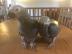 Zahmes Baby African Grey