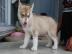 Siberian Husky Welpen