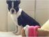 Boston Terrier WELPEN BEREIT ZU GEHEN