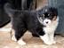 Australian Shepherd Welpen suchen ein