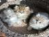 Katzenbaby sucht ein Zuhause