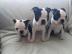 Registrierter Boston Terrier