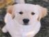 Sch�ne golden retriever-Welpen f�r die R