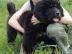 Tibetan mastiff puppy