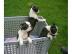 Boston-Terrier Welpe sucht noch ein neue
