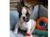 ~S��e Franz�sisch Bulldogge in Liebevoll