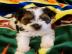 Sechs s��e Yorkshire Terrier Welpen