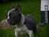 2 brave French Bullys suchen neues Zuha
