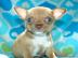 Mini Chihuahua welpen fur 105 euro