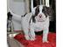 Wir haben kr�ftige American Bulldog (Bul
