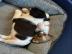 Bearded Collie-Welpen