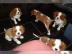 Kleine s??e cavalier king Charles Welpen