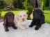 Wundersch?ne Labrador Welpen mit Papiere