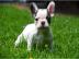 Franz�sische Bulldoggen Welpen