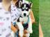 Sibirien Husky Whatsapp +4915214389093