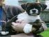 Boxer Welpen zur Annahme