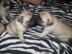 Mops Welpen