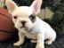 Sch?ne franz?sische Bulldogge ((Kiste,