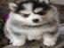 Pomsky welpen