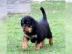 Rottweiler welpen m�nnlich und weiblich