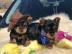 S??e Yorkie-M?nnchen suchen ein Zuhause!