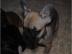 6 S�se Franz�sische Bulldogge   Welpen