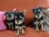 Gesunde Yorkshire Terrier Welpen. WhatsAp