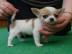 Chihuahua welpen zur Annahme