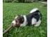Reinrassige Biewer Yorkshire Terrier a l