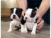 Boston Terrier Welpe in chocolate mit Ah