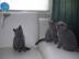 wundersch�nen BKH Kitten mit tollem Stam