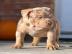 American PitBull Welpen