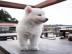 Brillante Husky-Welpen